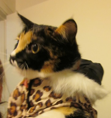 Coat on a cat named Sabrina Marie Stahlman, to wear outside for snow fun on the balcony and at night. Dog coat on a cat, Petco size Medium.