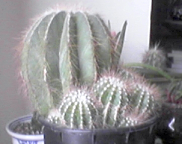 fairfax cactus
