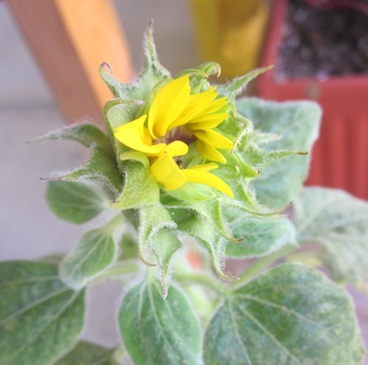 sunflower, just opening