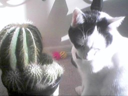 fairfax cactus and apache