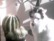 fairfax cactus and apache